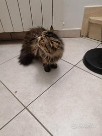 Gatti Persiani