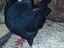 Immagine 3