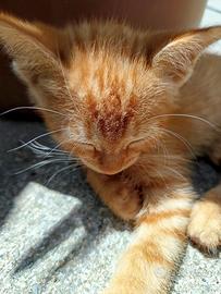 Gattini