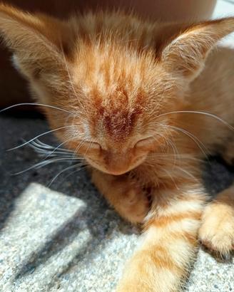 Gattini