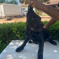 Cucciola cane corso