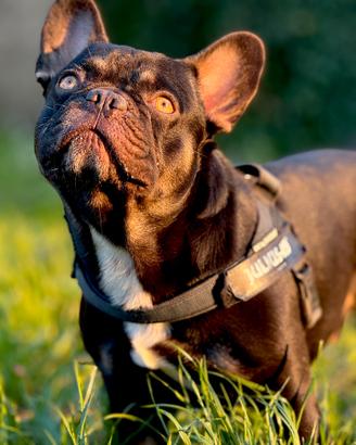 Bulldog per monta