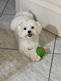 Maltese