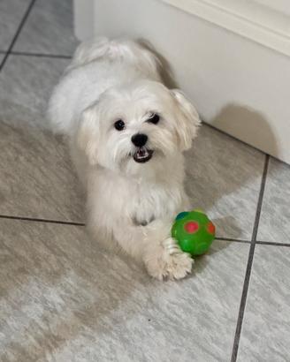 Maltese