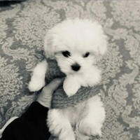 Allevamento di maltese mini toy