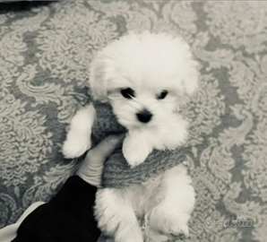 Allevamento di maltese mini toy