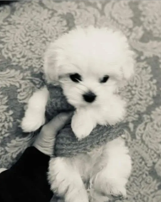 Allevamento di maltese mini toy