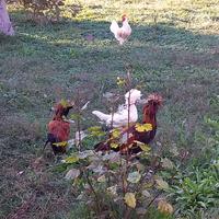 Gallo nostrano e padovani