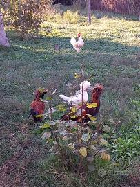 Gallo nostrano e padovani