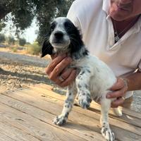 Cuccioli di Setter Inglese