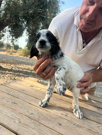 Cuccioli di Setter Inglese