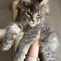 Gattino Maine Coon