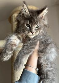 Gattino Maine Coon
