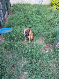 Ultimi cuccioli malinois con pedigree