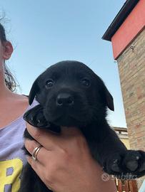 Cuccioli di Labrador
