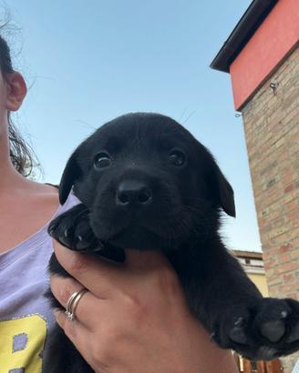 Cuccioli di Labrador