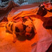 Cuccioli di San Bernardo