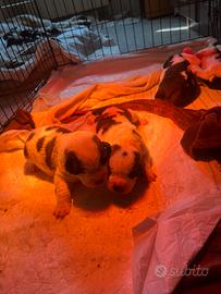 Cuccioli di San Bernardo