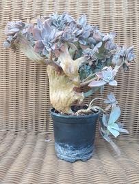 Rara Echeveria 'Serena' f. crestata