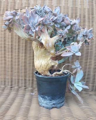 Rara Echeveria 'Serena' f. crestata