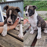 Cuccioli di amstaff puri a paestum