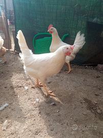 Galline livornesi e rosse