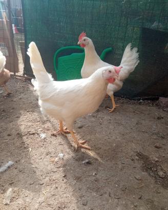 Galline livornesi e rosse