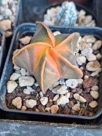 Astrophytum myriostigma koh-yo, cactus