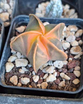 Astrophytum myriostigma koh-yo, cactus