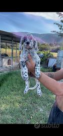Cucciolo di setter inglese