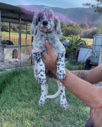Cucciolo di setter inglese
