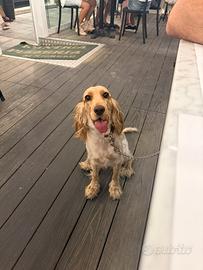Cocker spaniel inglese per monta