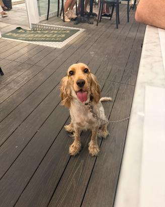 Cocker spaniel inglese per monta