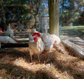 Galline livornesi bianche