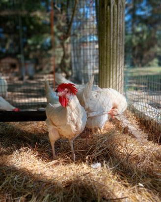 Galline livornesi bianche
