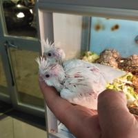 Calopsite allevate a mano