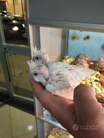 Calopsite allevate a mano