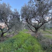 Terreno con piante di ulivi a Torrevecchia Teatina