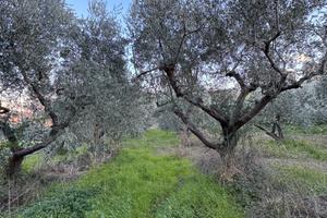 Terreno con piante di ulivi a Torrevecchia Teatina