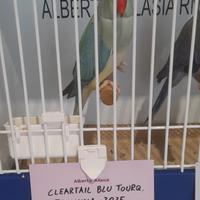 Parrocchetto dal collare