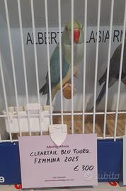 Parrocchetto dal collare