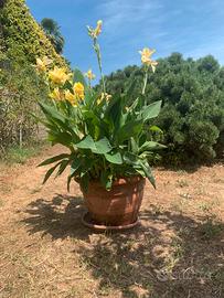 Canne d’india h 105 in vaso di terracotta da 47.