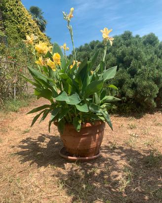 Canne d’india h 105 in vaso di terracotta da 47.