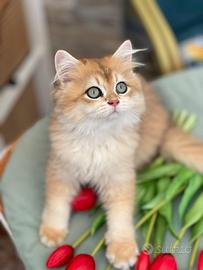 British longhair