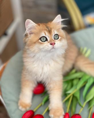 British longhair
