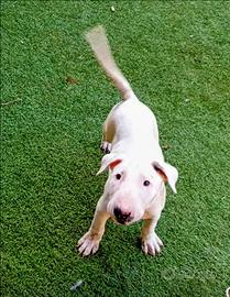 Bull terrier standard