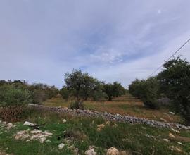 Terreno agricolo ad uliveto