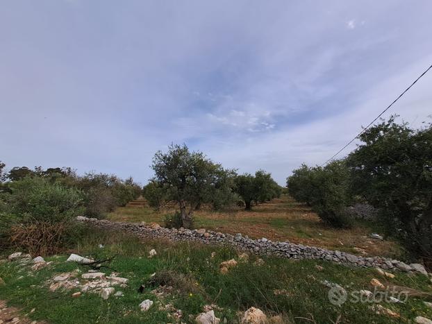 Terreno agricolo ad uliveto