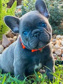 Bulldog Francese