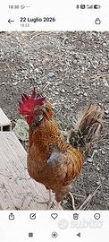 Gallo padovano